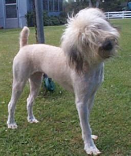 Unlike dogs with double coats, wheaten terriers only shed a few hairs a day, much like humans. Kirby in Wisconsin