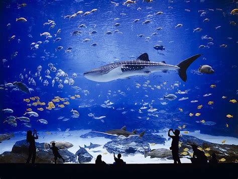 The Worlds Largest Aquarium My Modern Met
