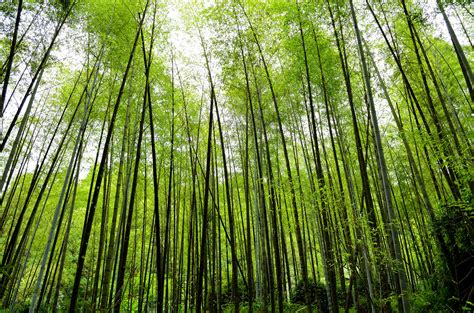 Download Forest Plant Nature Bamboo Hd Wallpaper