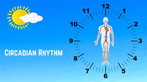 Circadian Rhythm What You Should Know Tense Health