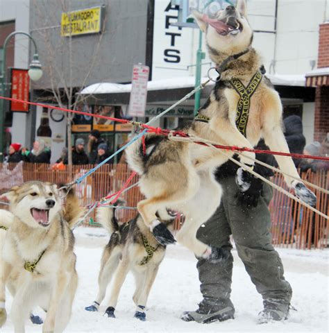 The 2022 Iditarod Starts This Weekend