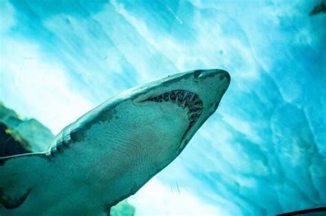 Seaworld Celebrates Shark Week With Ultimate Shark Experience
