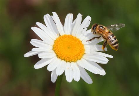 Bee On Daisy Free Stock Photos In  Format For Free Download 32542kb