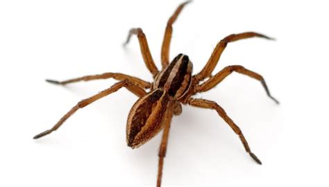 Secondly they are the biggest spider by legspan. Wolf Spider Bite: Pictures, Symptoms, What It Looks Like ...
