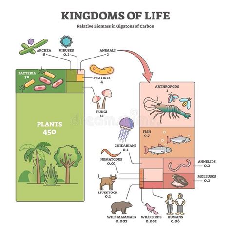 Kingdoms Of Life As Labeled Biological Nature Classification Outline Diagram Living Things