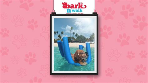 Dog Amusement Parks Bark N Walk