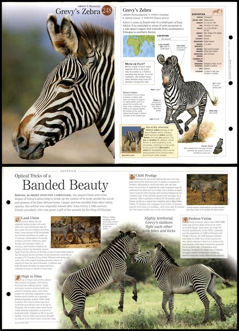 Grevys Zebra 248 Mammals Discovering Wildlife Fact File Fold Out Card
