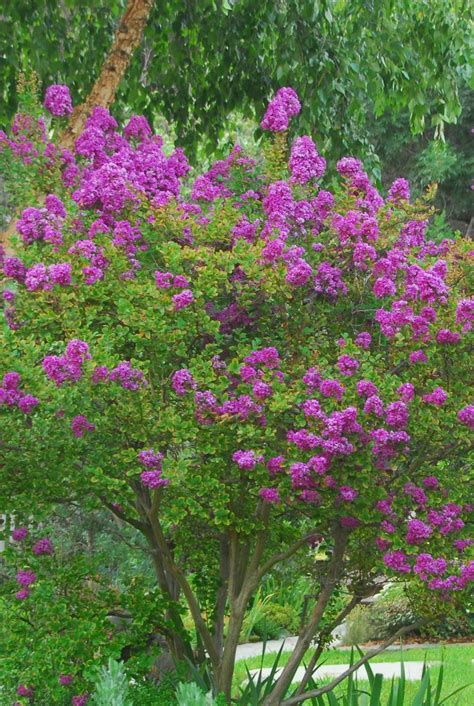 'zuni' crape myrtles are simply amazing trees. Got a Tiny Yard? You Can Still Grow These Totally Gorgeous ...