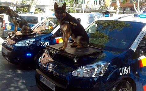 ¿cuales Son Las Mejores Razas De Perros Policía Guía Completa