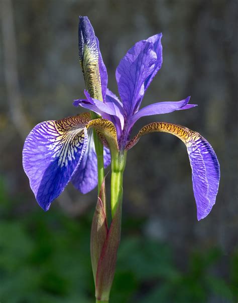 Iris Plant Wikipedia