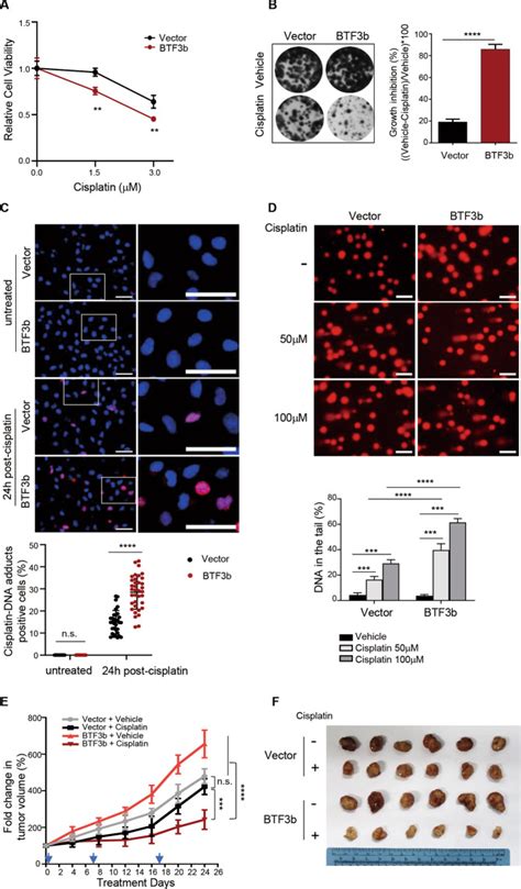 BTF3 Confers Oncogenic Activity In Prostate Cancer Through