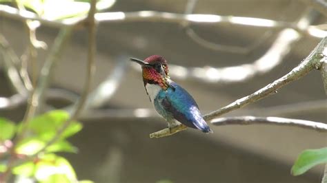 We did not find results for: Bee Hummingbird - Zapata, Cuba - YouTube
