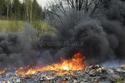 Fire In Forest Smoke Over Trees Stock Photo Image Of Drought