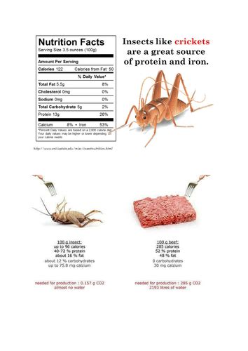 Can Eating Insects Save The Planet Teaching Resources