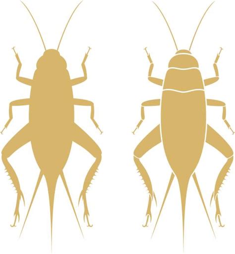 190 Crickets Insects Silhouettes Stock Photos Pictures And Royalty Free
