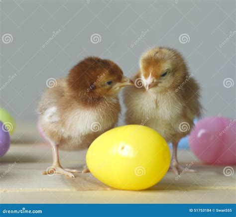 Easter Chick Stock Photo Image Of Isolated Funny Color 51753184
