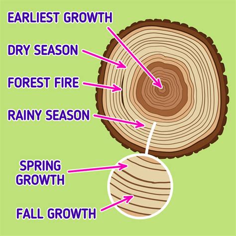 How To Read Tree Growth Rings 5 Minute Crafts