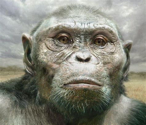 Australopithecus Afarensis By Paleoartist Viktor Deak Human