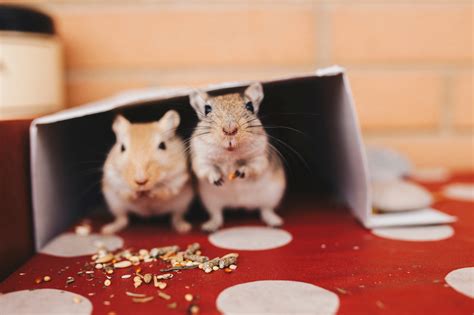 Gerbils Vs Hamsters As Pets How To Choose Small Pet Select