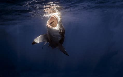 Hình nền động vật cá mập dưới nước Cá heo đại dương Động vật có