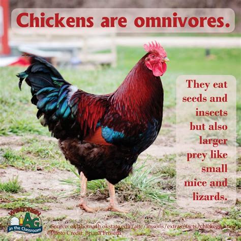 Poultry Facts Wisconsin Farm Bureau Federation