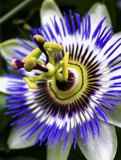 Passiflora Passion Flower Free Stock Photo Public Domain Pictures