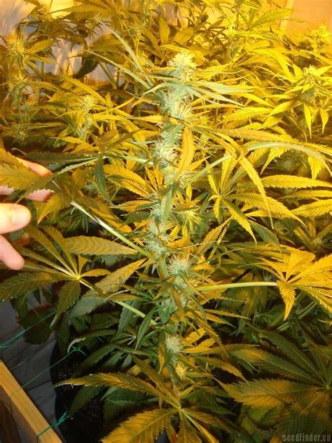 Check out what 874 people have written so far, and share your own experience. Galería de Variedades: Alaskan Ice (Green House Seeds) PIC ...
