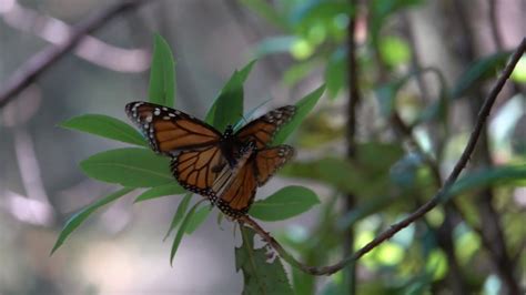 Monarch Butterflies Mating El Planeta México Youtube