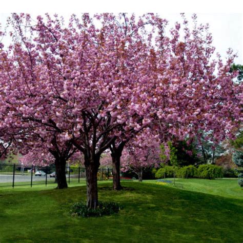 Prunus Kanzan Pink Cherry Blossom Tree Clarenbridge