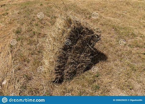 Haystack Or Hay Straw Mowed Dry Grass Hay In Stack On Farm Field Hay