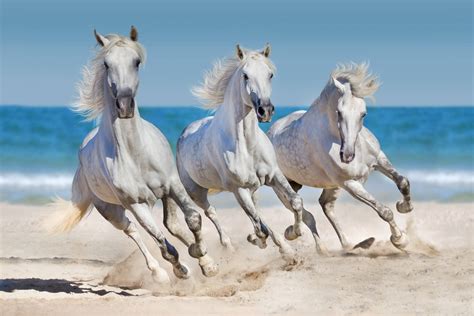 Zdjęcie Białe Konie