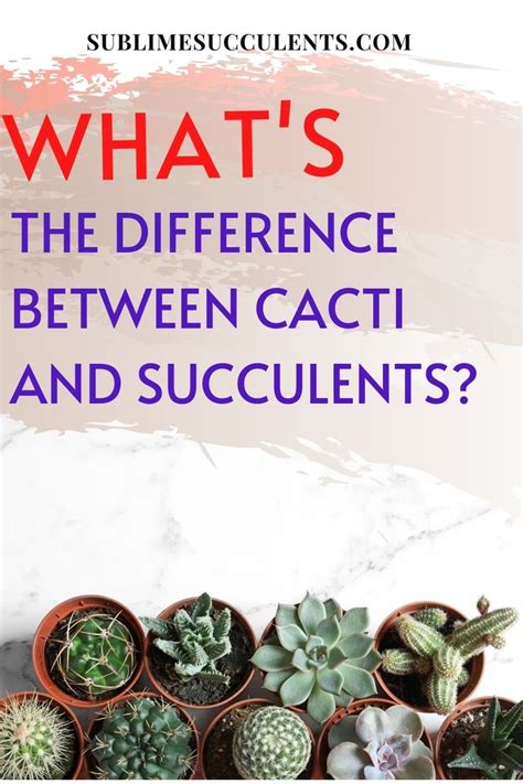 Whats The Difference Between Cacti And Succulents In 2021 Cacti And