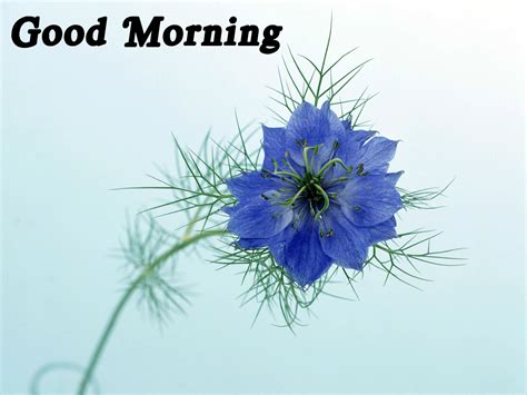Good Morning Greeting Cards Hd Wallpapers Free Download 2013 ~ Fine Hd