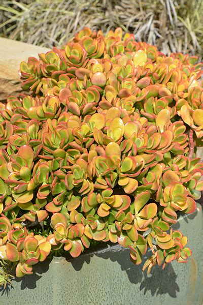Crassula ovata is commonly known as the 'hummel's sunset'. Details