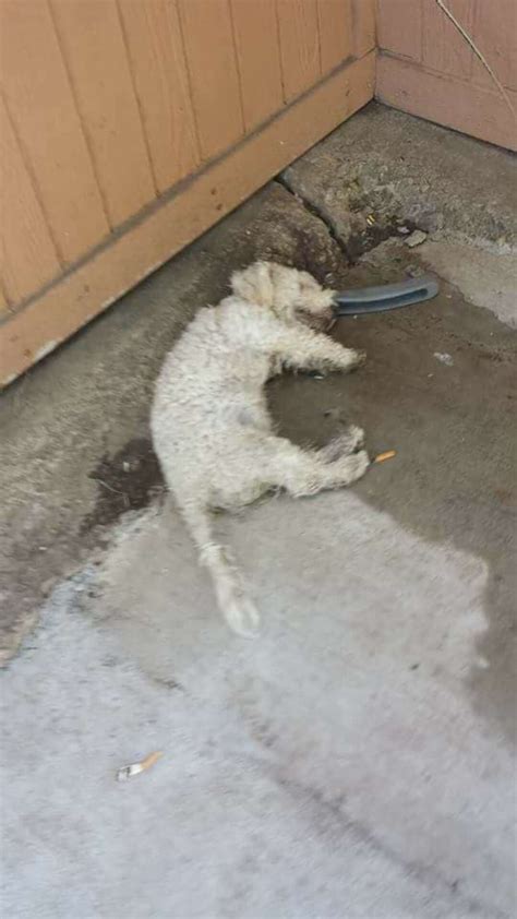 Dead Poodle Comes Back To Life For His Rescuers The Dodo