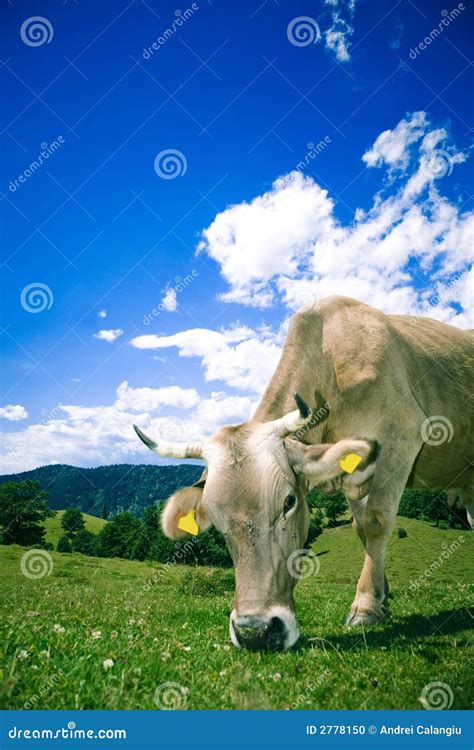 Cow Grazing On Hill Stock Photo Image Of Agriculture
