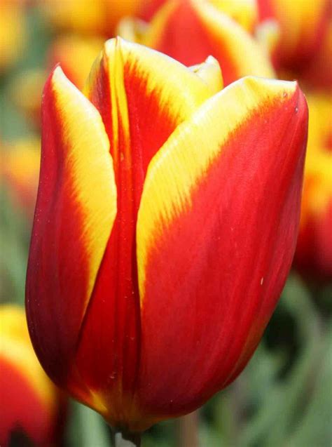 Choose from 1100+ bunga tulip graphic resources and download in the form of png, eps, ai or psd. Bau Wallpapers: Wallpaper Bunga Tulip