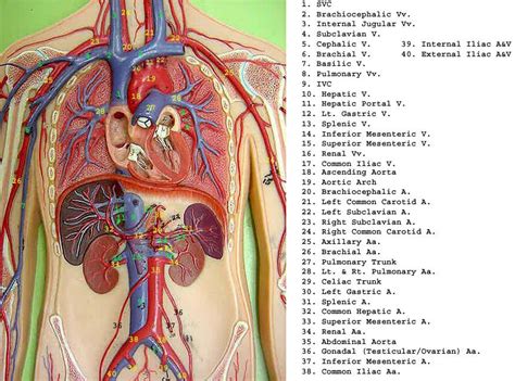 Veins (in blue) are the blood vessels that return blood to the heart. artery model picture - Google Search | Circulatory system ...