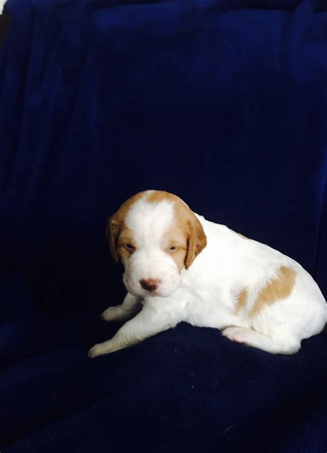 Below is a sample search of our brittany breeders with puppies for sale. Brittany Puppies For Sale | Hamlin, NY #247938 | Petzlover
