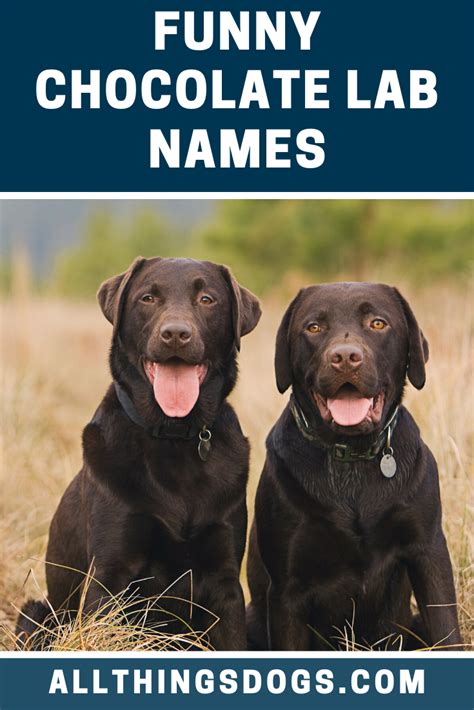 Funny Chocolate Lab Names Brown Dog Names Puppy Names Chocolate Lab