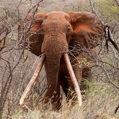 One Of Kenyas Biggest Elephants Mutilated For Its Tusks In Africa Ny Daily News
