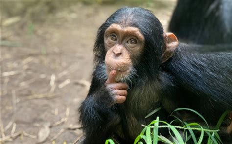 Chimpanzees Rockhampton Zoo