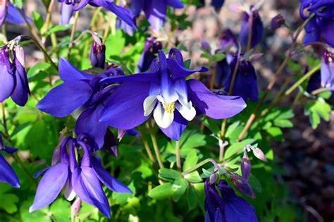 Columbine Flowers Buying And Growing Guide