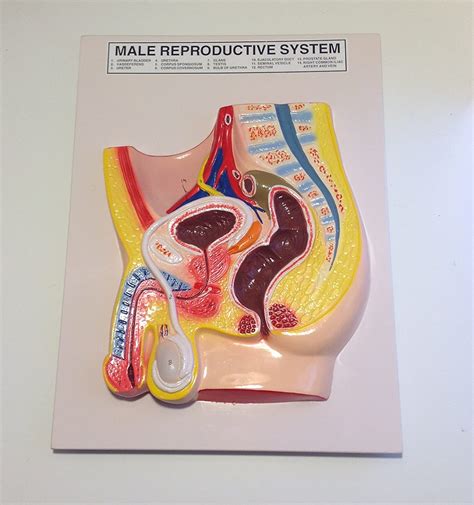 Human Male Reproductive System Anatomy Model Industrial And Scientific