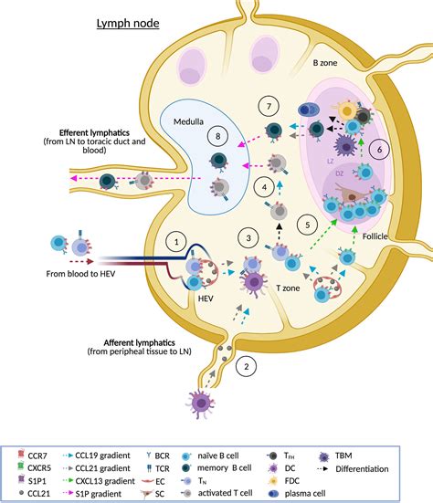 Frontiers Of Lymph Nodes And CLL Cells Deciphering The Role Of CCR7