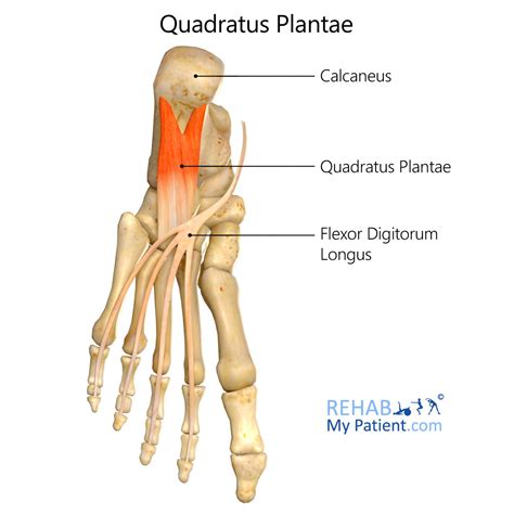 quadratus plantae rehab my patient