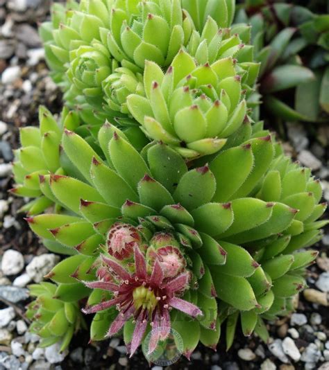 Photo Of The Bloom Of Hen And Chicks Sempervivum Cantabricum Subsp