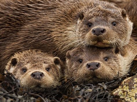 48 Otter Wallpaper By Bing