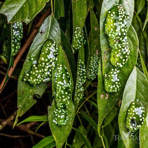 Red Eye Tree Frog Eggs