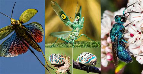 Top 10 Most Beautiful Insects In The World Odd Facts